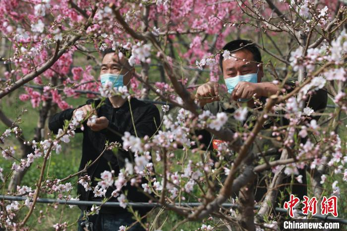 河北省邢台市任泽区一处桃林，果农在疏花。　陈惠浩 摄