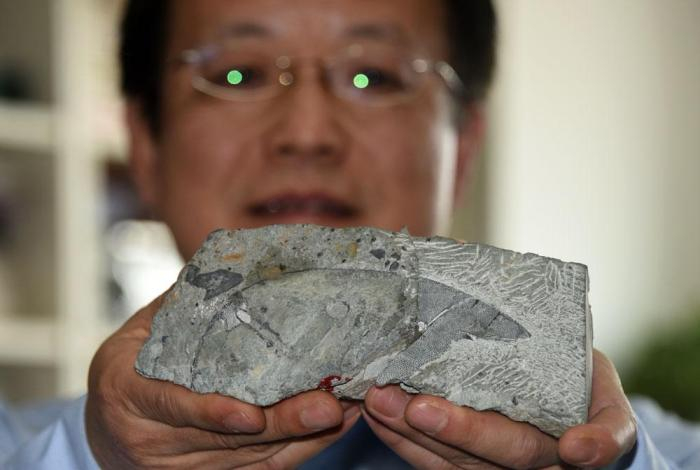 中科院古脊椎所赵文金研究员展示介绍硕大西屯鱼化石标本。　中新社记者  孙自法 摄