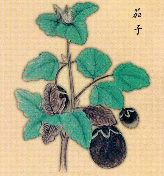 匿名，《履巉岩本草》，1220。（《艺术与科学：从野生茄子到三宅一生》插图）