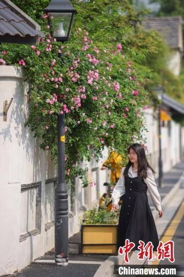 蔷薇花攀墙，失眠来此打卡。　泱波 摄