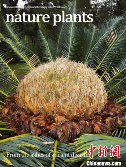 Nature Plants封面 华大 供图