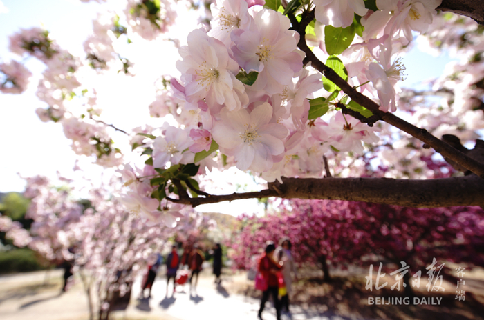 植物园里有中国最大、品种最多的海棠园。