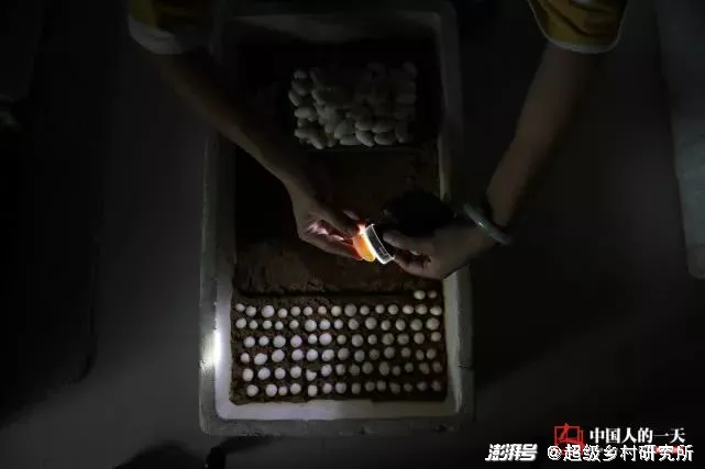 在泡沫箱中孵化的蛇蛋，不出意外，8周以后，就能孵化出一条条小蛇。图源/腾讯 中国人的一天