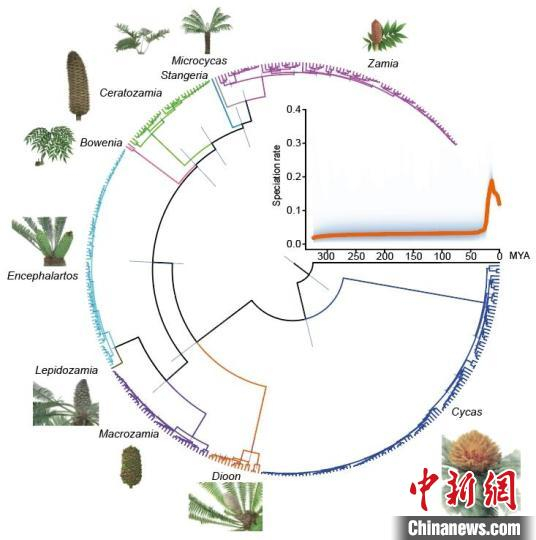 苏铁目系统发育树支持现存苏铁是辐射演化的结果 华大 供图