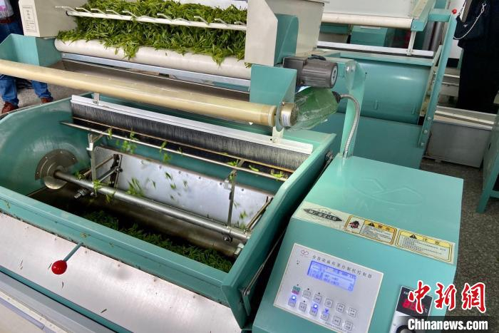 自动化机器正在炒茶 项菁 摄