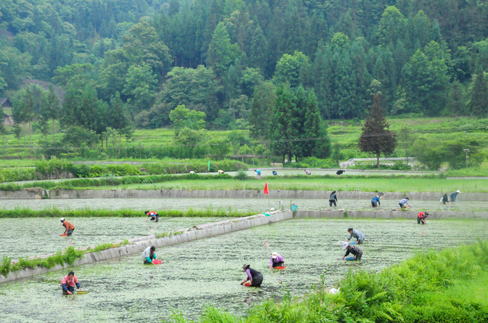 　　这是石柱县冷水镇农民在采摘莼菜（2018年6月14日摄）。 新华社发（谭华祥 摄）