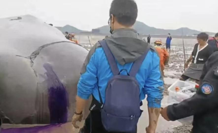 工作人员为搁浅鲸的伤口处涂洒紫色药水。新京报我们视频截图