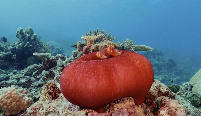 海下珊瑚世界&nbsp; 视频截图