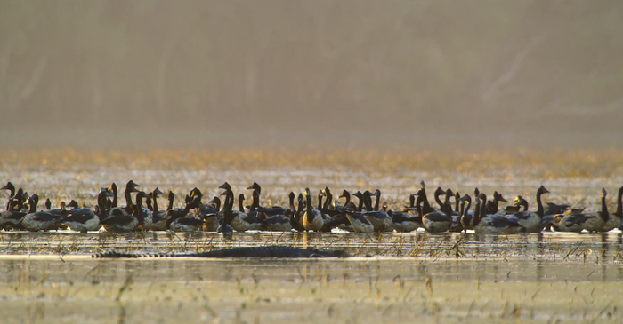 卡卡杜国家公园&nbsp; &nbsp;视频截图