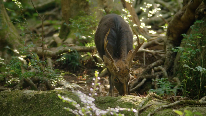 梅花鹿&nbsp; 视频截图