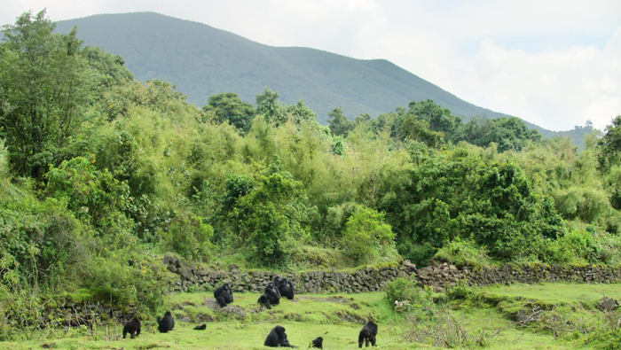 卢旺达火山国家公园&nbsp; &nbsp; &nbsp;视频截图