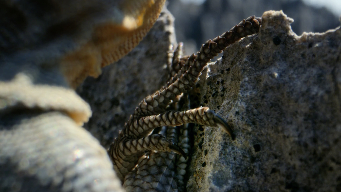 长长的爪子和手指帮助它们紧紧攀附在陡峭的岩壁上。&nbsp; 视频截图