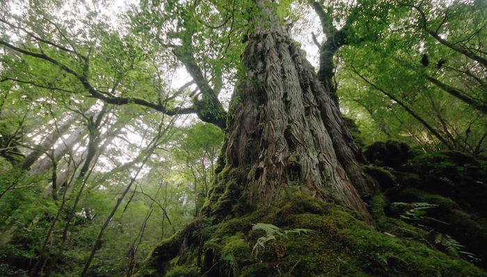 岛上有树龄3000年以上的绳文杉，也被叫做“屋久杉”。&nbsp; &nbsp; 视频截图