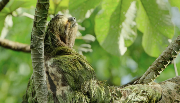 倚靠在树枝上，美美地享受日光浴。&nbsp; 视频截图