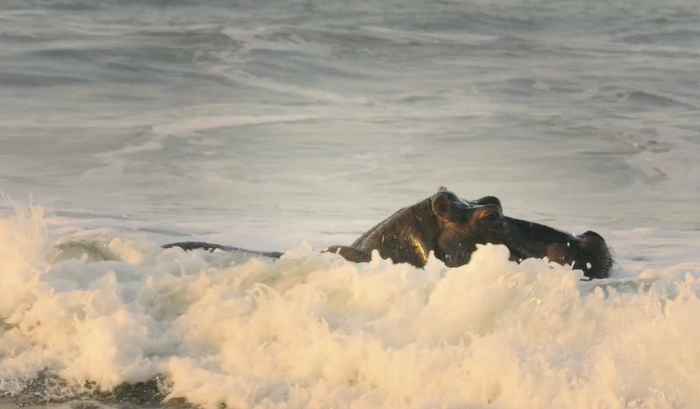 河马在冲浪。&nbsp; &nbsp;视频截图