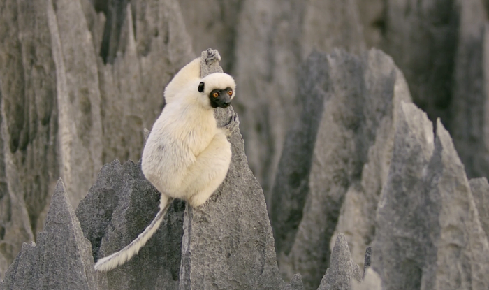 德肯狐猴必须在石峰间穿梭、跳跃，寻找食物。&nbsp; &nbsp;视频截图