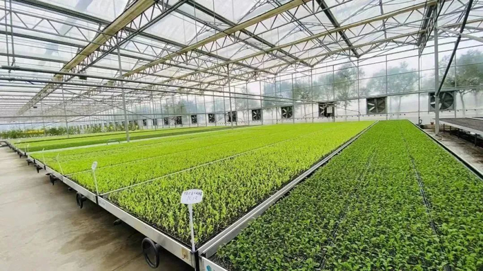 ▲崇明区一合作社的蔬菜基地。受访者供图