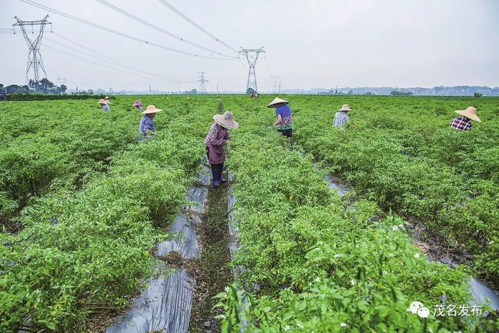 农村承包土地经营权流转大大促进了我市农业规模化经营。图为茂南区连片种植的辣椒基地。