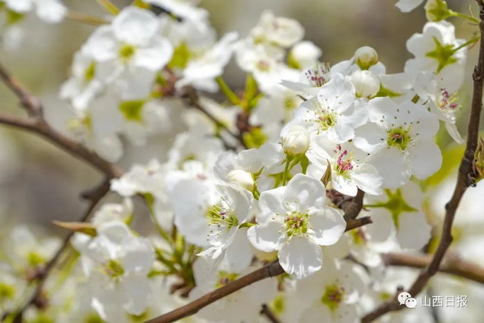 　　▲盛开的梨花。