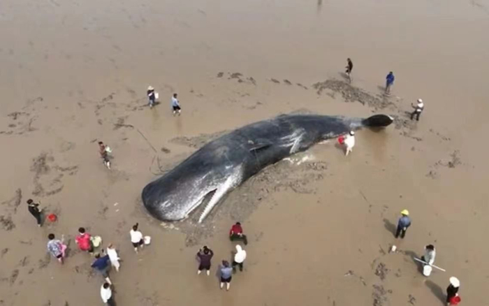 搁浅在宁波市象山县石浦镇海域的抹香鲸。图/象山县传媒中心
