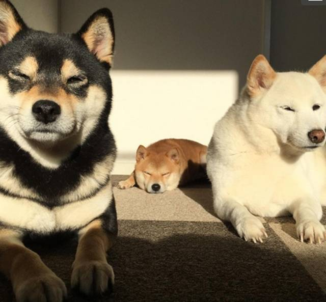 养了三只柴犬,个个都是表情包!__财经头条