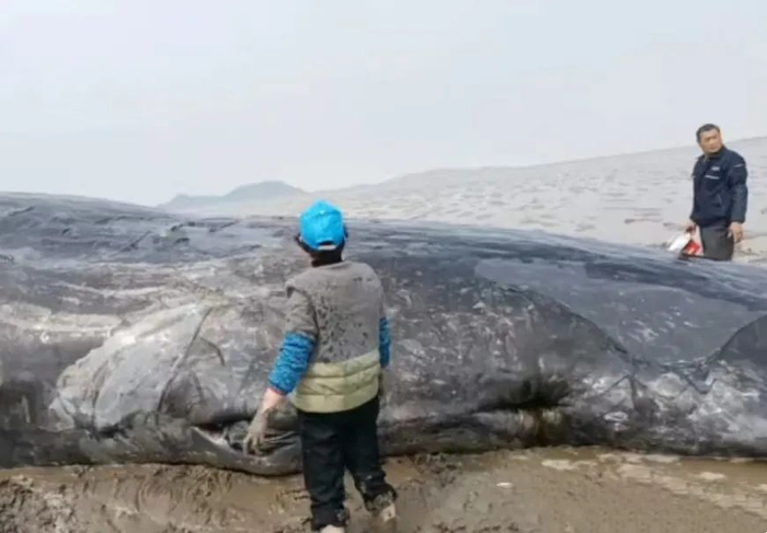 ▲持续为鲸泼水保湿，等待海水到达最高潮位施救