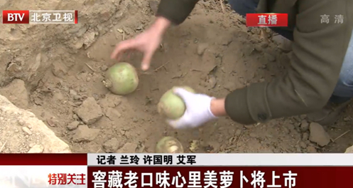 窖藏萝卜。来源/北京卫视新闻截图
