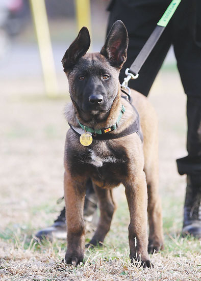 2019年，传承优秀基因的警用克隆犬，成为首都警犬队伍的新成员 甘南/摄
