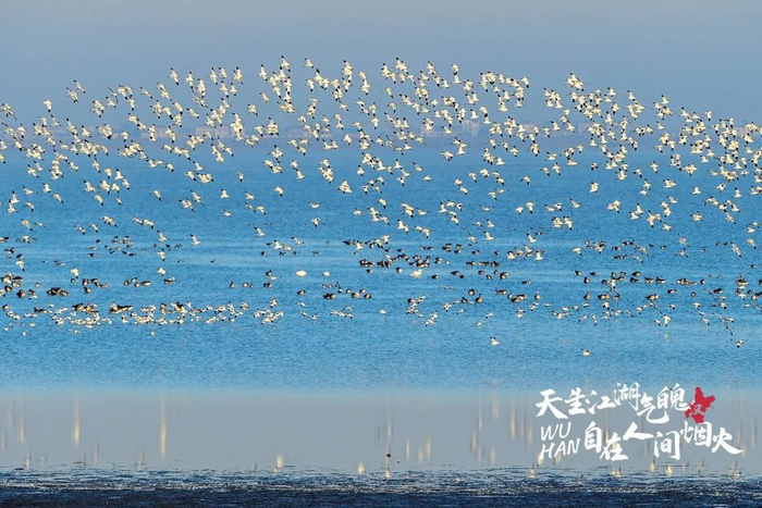 候鸟穿梭于湖光山色之间。/ 《精灵》 史伟 摄