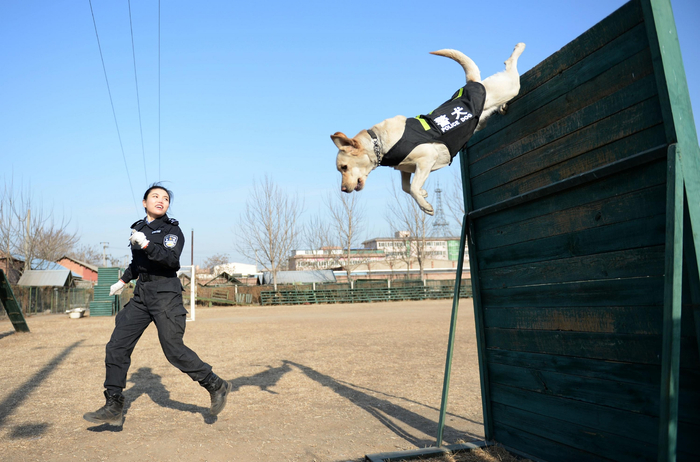 2015年，警犬拉拉在警花主人的号令下，纵身跃下两米多高的木墙。和冠欣/摄