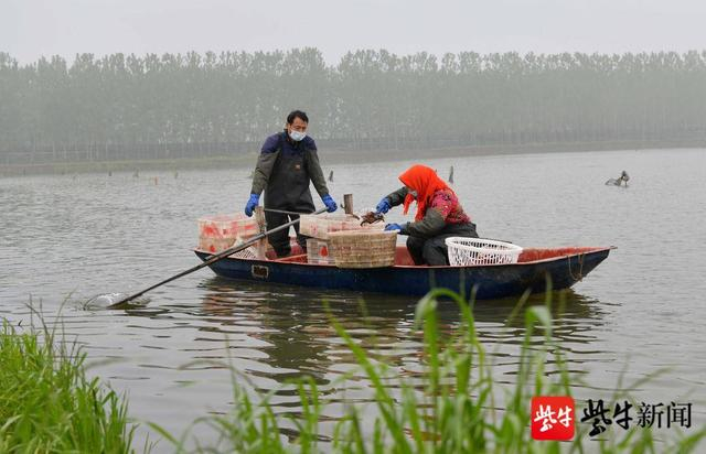 稻虾种养“一田多收”,东海已拥有稻虾综合种养基地3万余亩