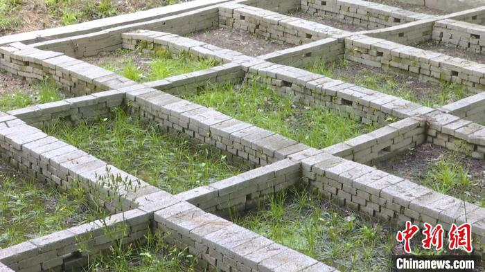 中华水韭在浙江建德繁育成功。　建德市融媒体中心供图