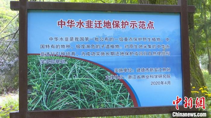 中华水韭迁地保护示范点。　建德市融媒体中心供图