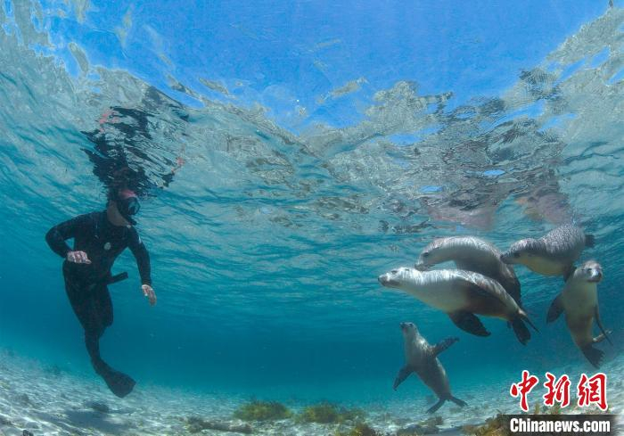 香港太空馆4月21日推出全新全天域电影《小海狮大历险》。香港特区政府新闻网供图
