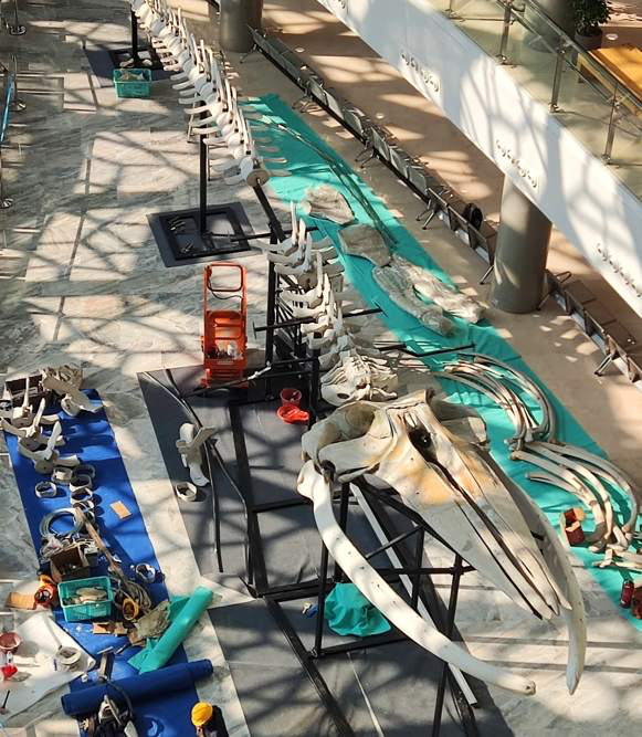 上海自然博物馆长须鲸骨骼标本组装现场 图/受访者提供