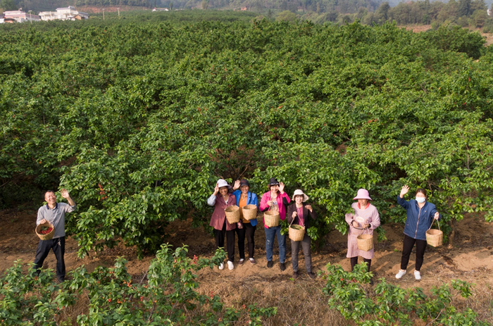 🔹凉山州德昌县德州镇角半村被誉为“樱桃之乡”。吴小川 摄