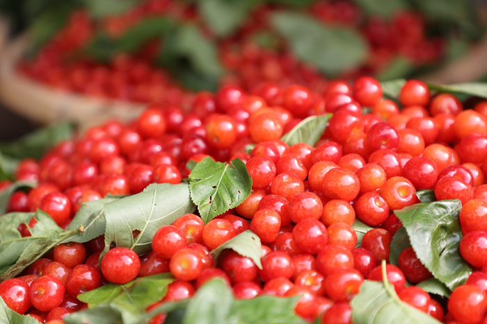 🔹四川大凉山的中华樱桃，肉厚皮薄、味美甘甜、色泽鲜艳、营养丰富，是樱桃中的上佳之品。吴小川 摄