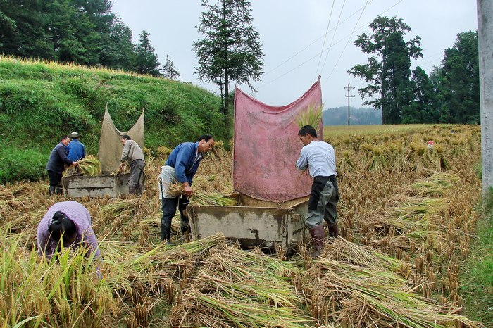 农村庄稼人常用的12种农具,你家还在用吗?勾起70-80后多少回忆|稻谷|工具|锄头|牛|家乡_新浪新闻