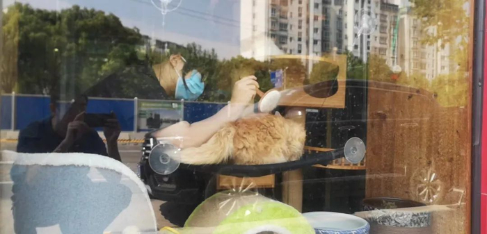 医院工作人员在照看动物。