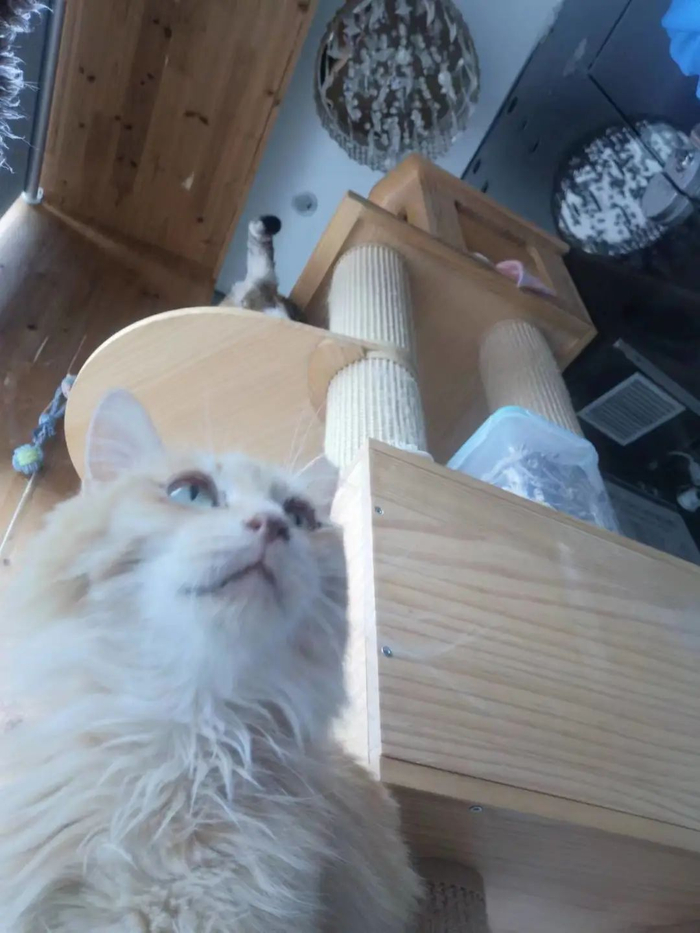 医院里的猫。本文图片均为受访者供图