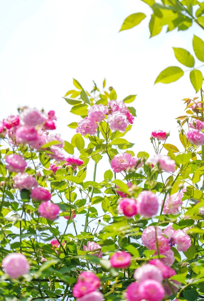  武昌区梨园广场旁公安宿舍院墙爬满蔷薇