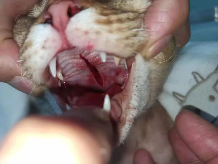 摔裂上颚的小猫。