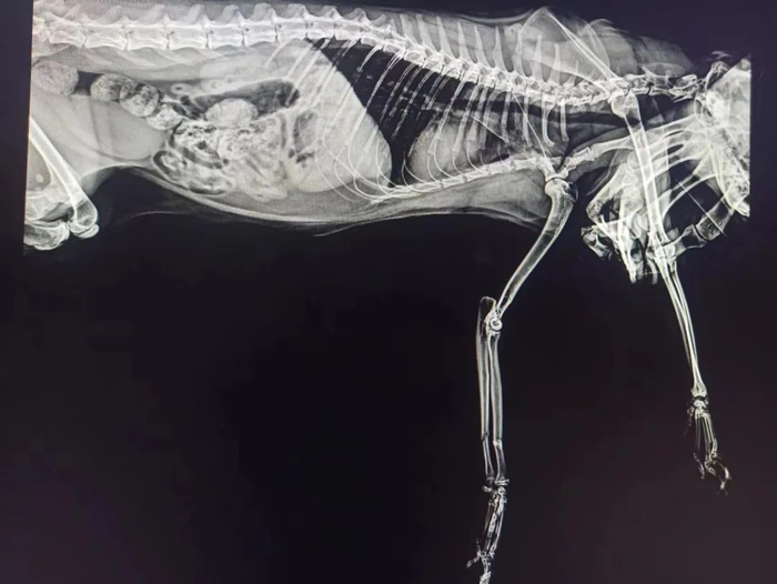 摔断前肢的小猫。