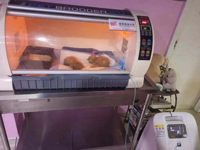 被遗弃的小猫在保温箱。