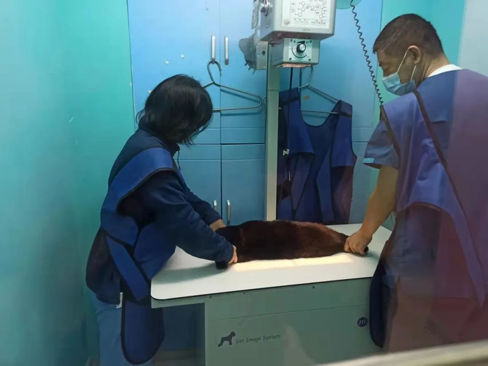 张昕（右）和同事为动物做检查。