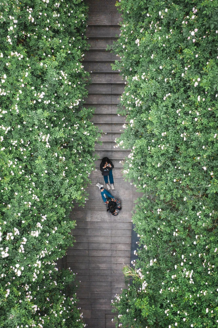  武昌区八一路网红车站蔷薇花墙 @不想取这破名儿 摄