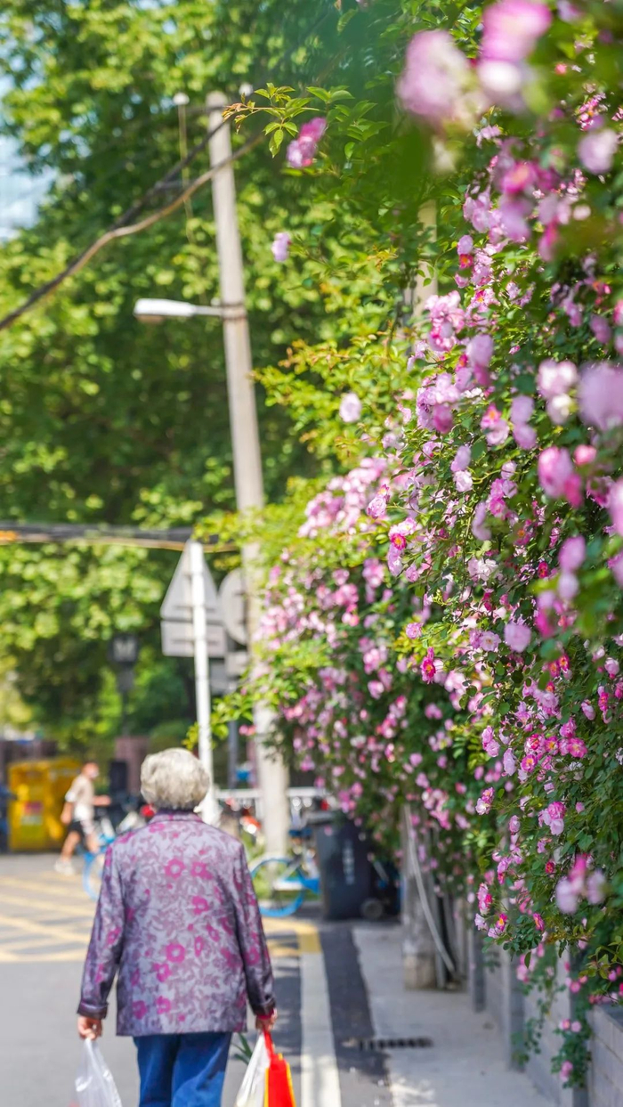  武昌区紫荆医院院墙外爬满了蔷薇花