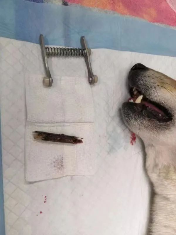 喉咙里卡木棍的柴犬。