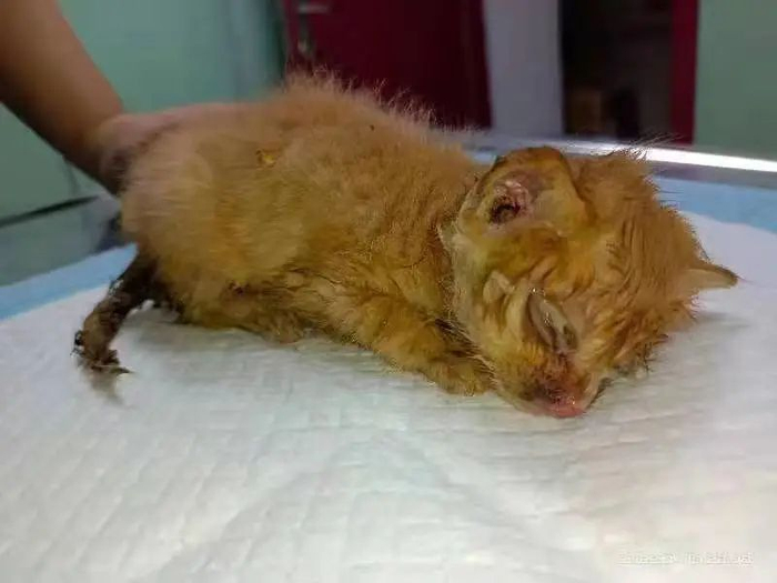 被遗弃的小猫。
