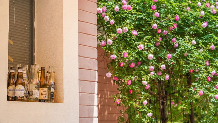  东湖风景区梨园咖啡小镇蔷薇花墙